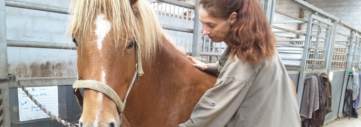 Behandling med kranio sakral terapi til heste på Sjælland 