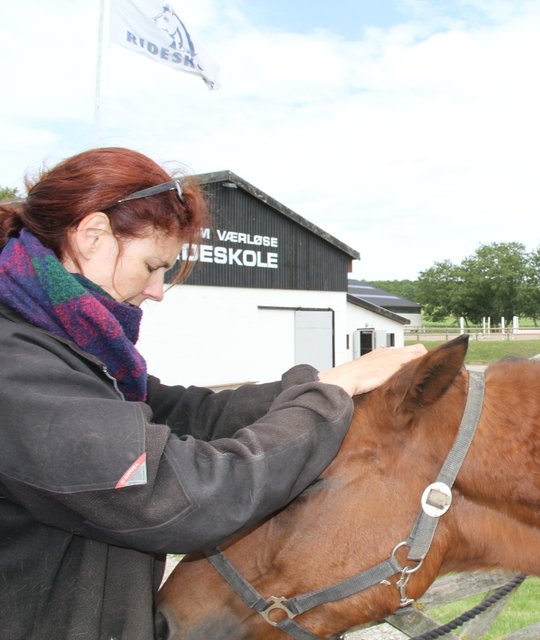 kranio sakral terapi uddannelse til heste - lær KST til heste